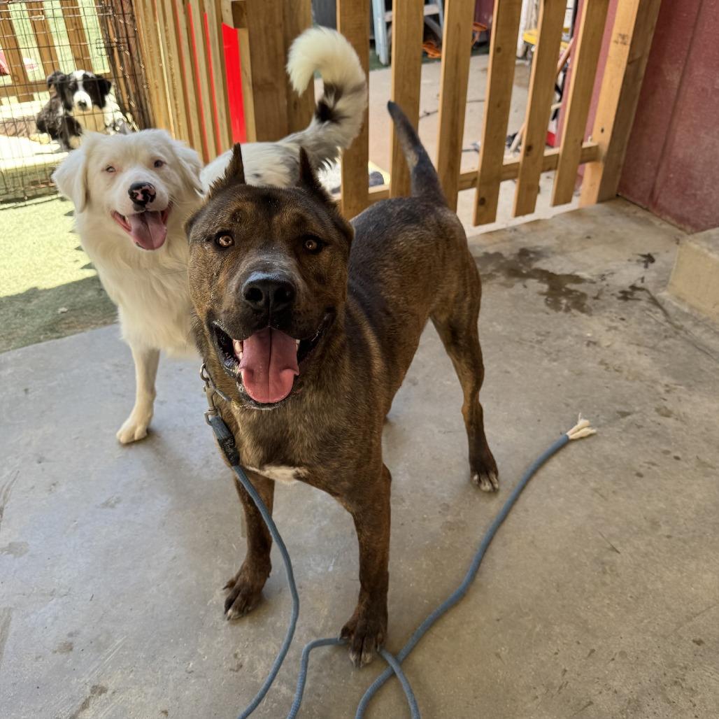 Enlarge Rambo, a Adoptable American Staffordshire Terrier in Lompoc, CA image 5/6