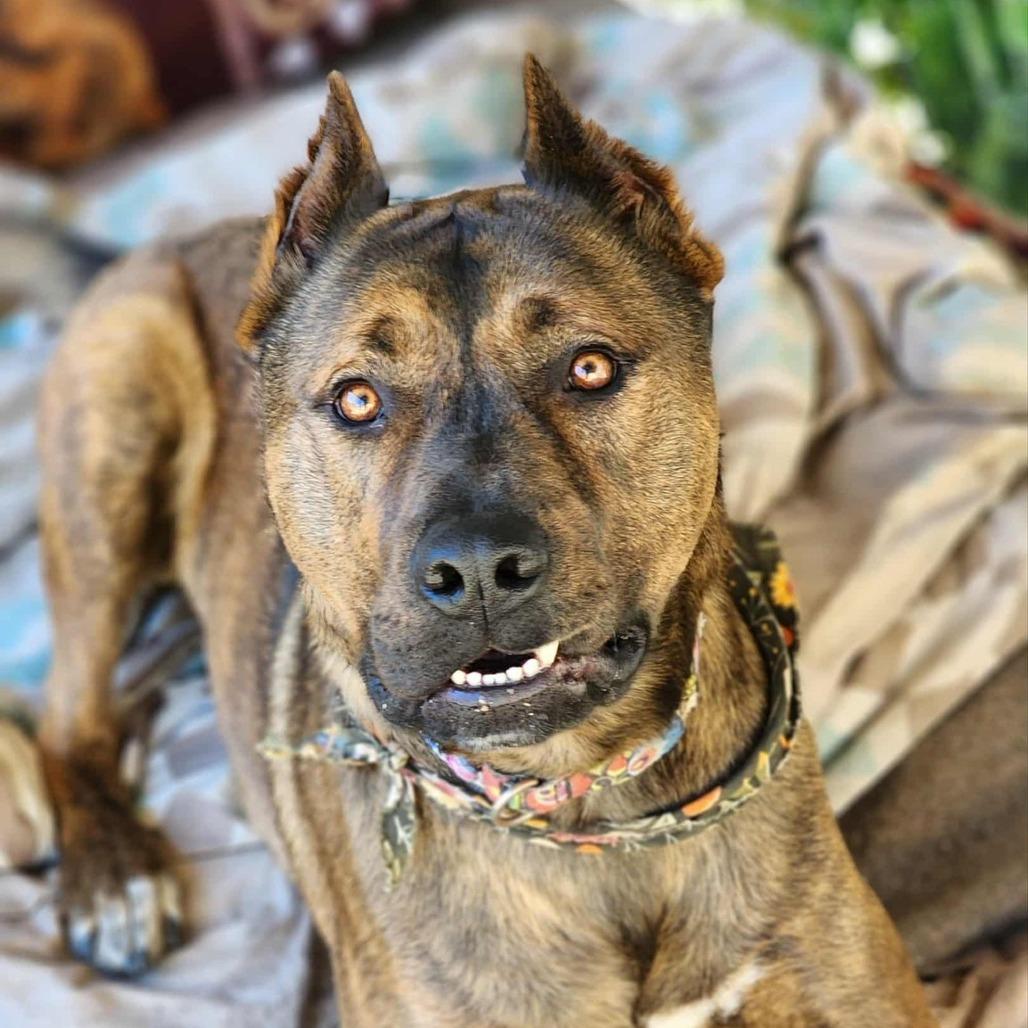 Enlarge Rambo, a Adoptable American Staffordshire Terrier in Lompoc, CA image 6/6