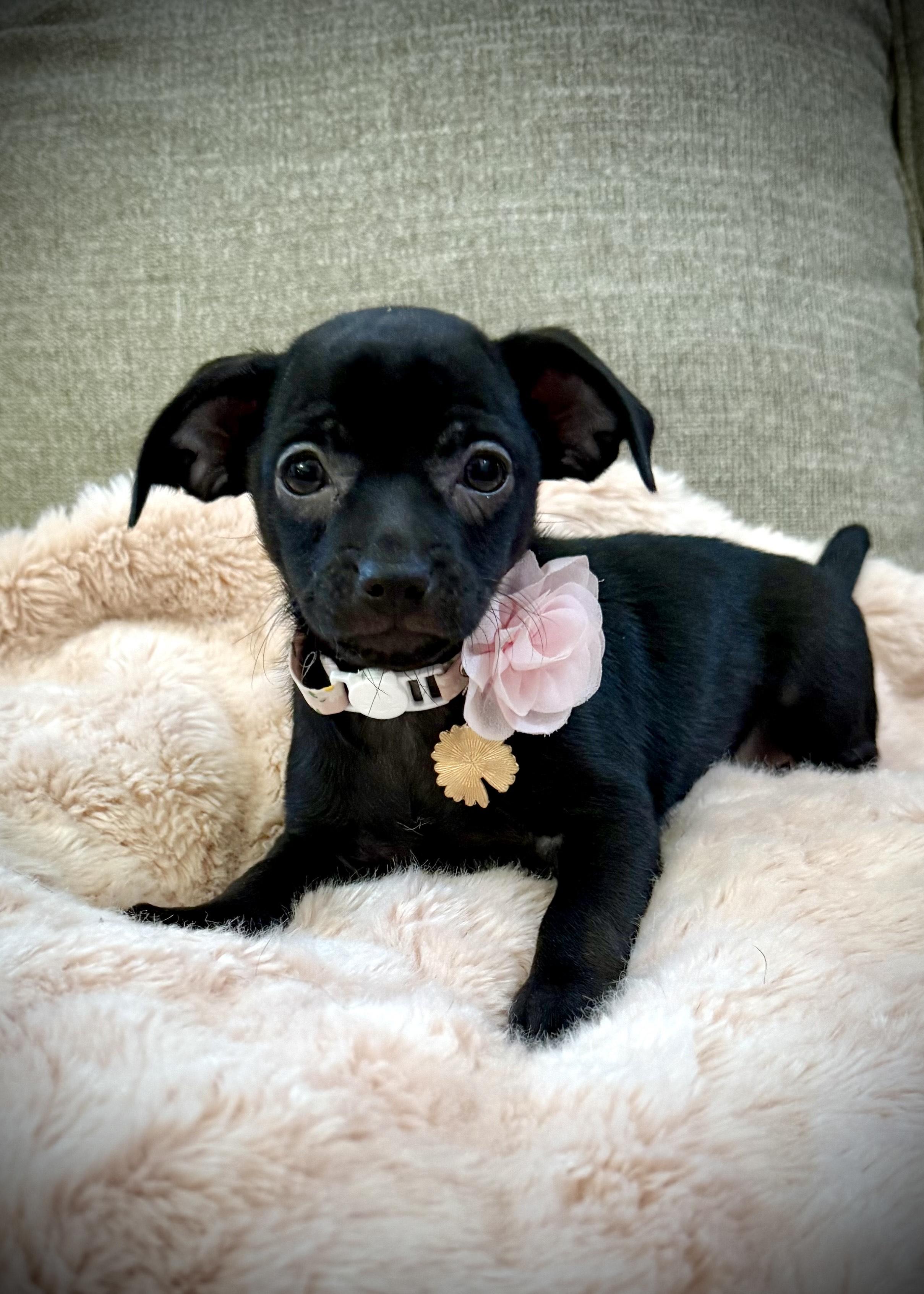 Lady photo 2