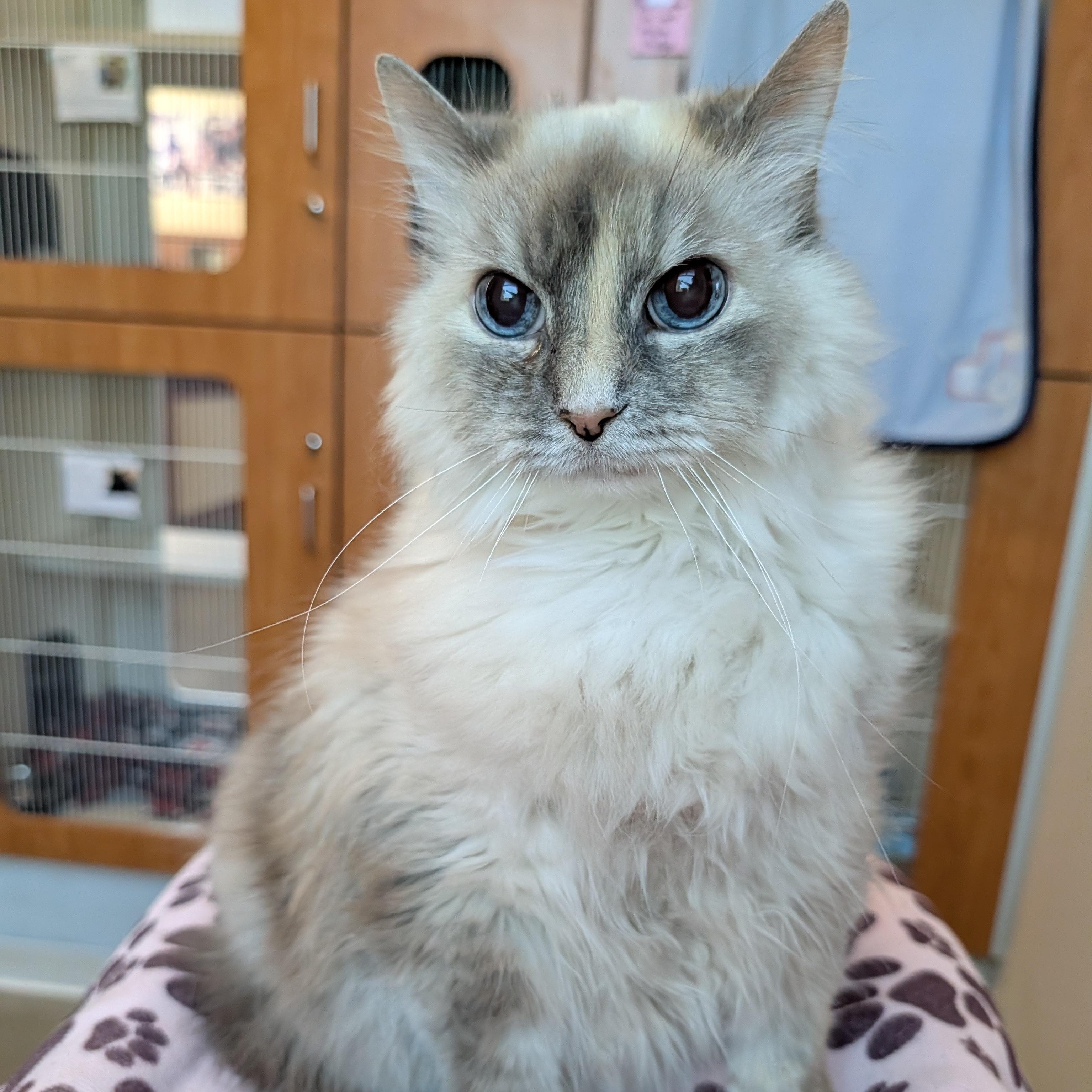 Enlarge Princess, an adopted Domestic Long Hair in Rochester, MN image 1/1