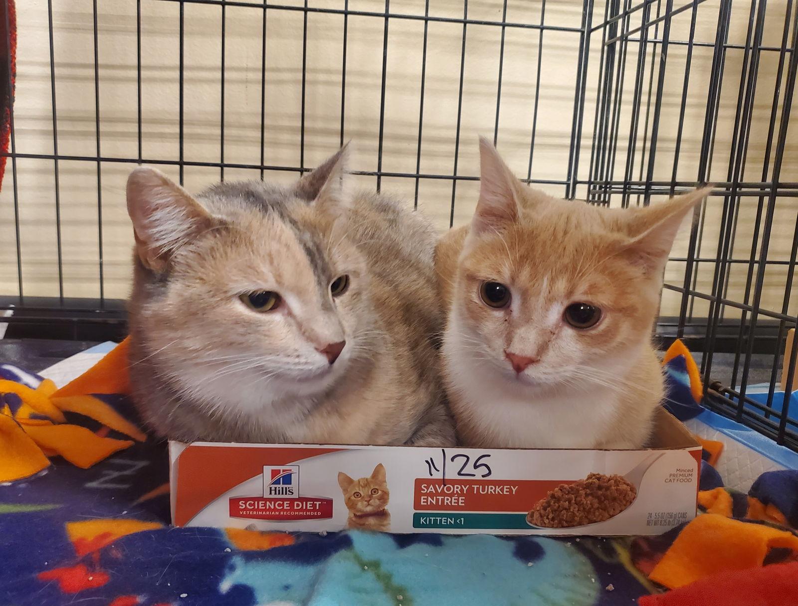 Girl Friday & Sidekick (*bonded pair), Adoptable, Adult Female Domestic Short Hair.