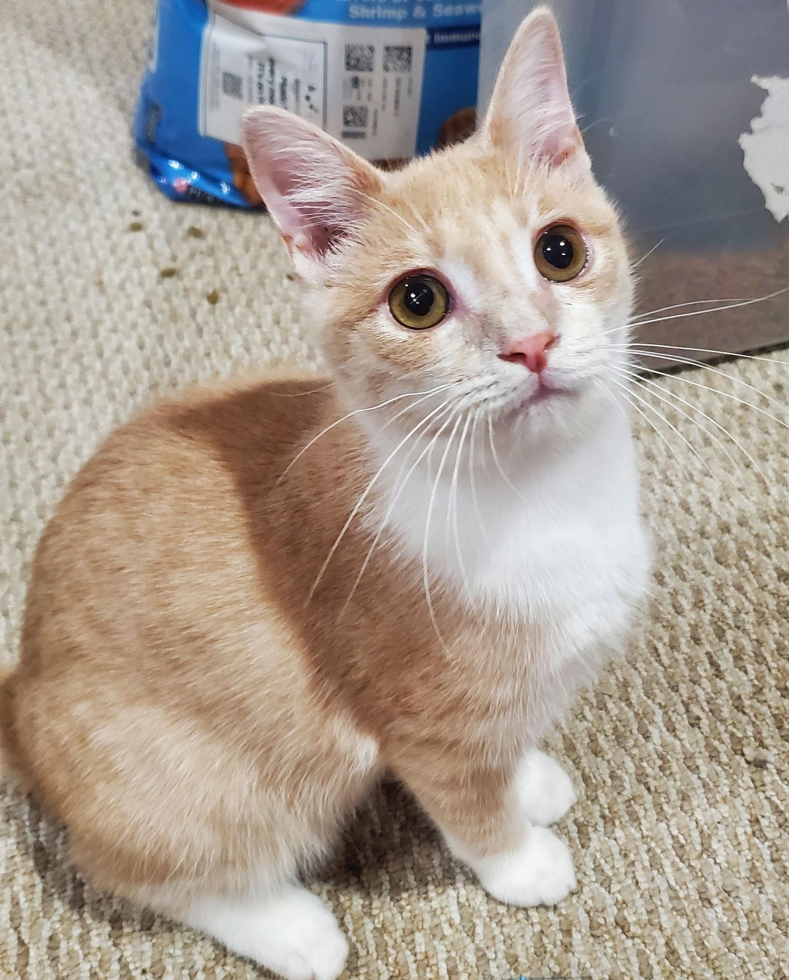 Girl Friday & Sidekick (*bonded pair), a Adoptable Domestic Short Hair in Wheaton, IL image 2/3