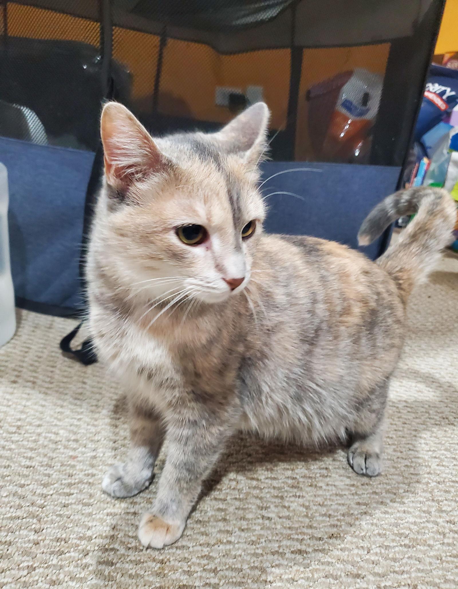 Girl Friday & Sidekick (*bonded pair), a Adoptable Domestic Short Hair in Wheaton, IL image 3/3