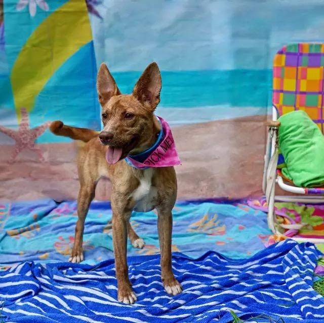 Enlarge Hazelnut, a ADOPTABLE mixed breed in Newfoundland, NJ image 2/2