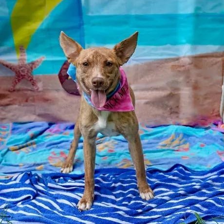 Enlarge Hazelnut, a ADOPTABLE mixed breed in Newfoundland, NJ image 1/2