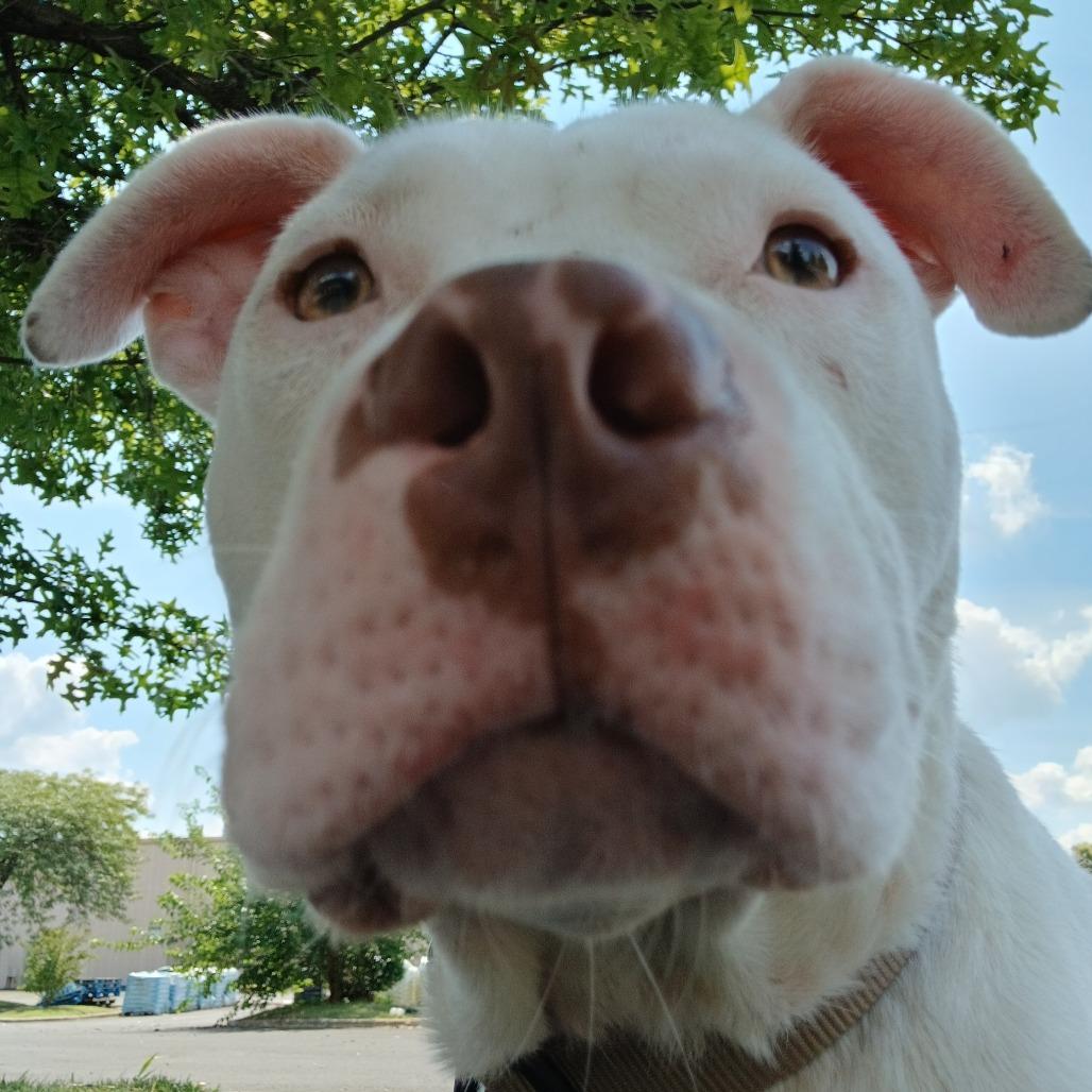 Enlarge T Rex, a Adoptable Mixed Breed in Philadelphia, PA image 1/6