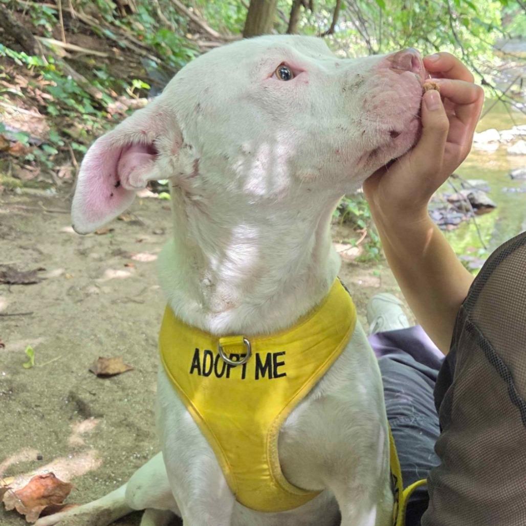 T Rex, Adoptable, Adult Male Mixed Breed.