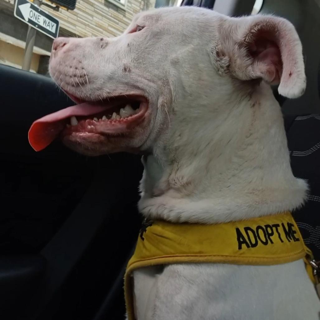 Enlarge T Rex, a Adoptable Mixed Breed in Philadelphia, PA image 3/6