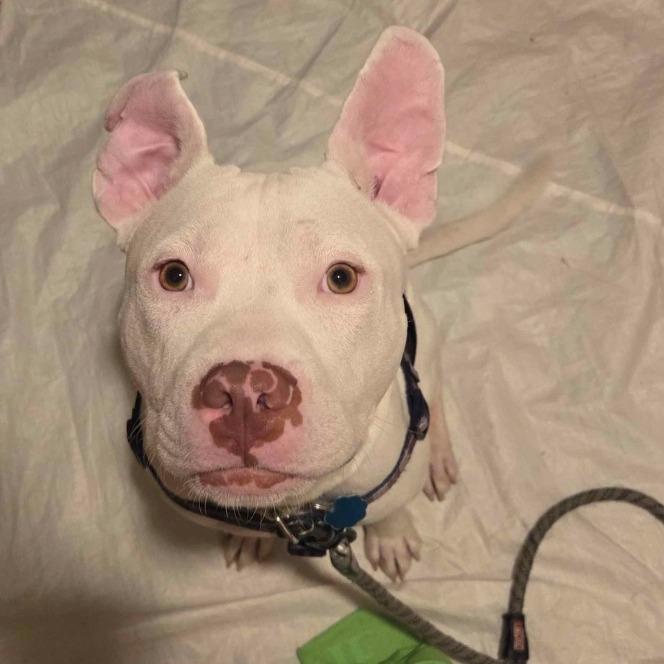 Enlarge T Rex, a Adoptable Mixed Breed in Philadelphia, PA image 3/6