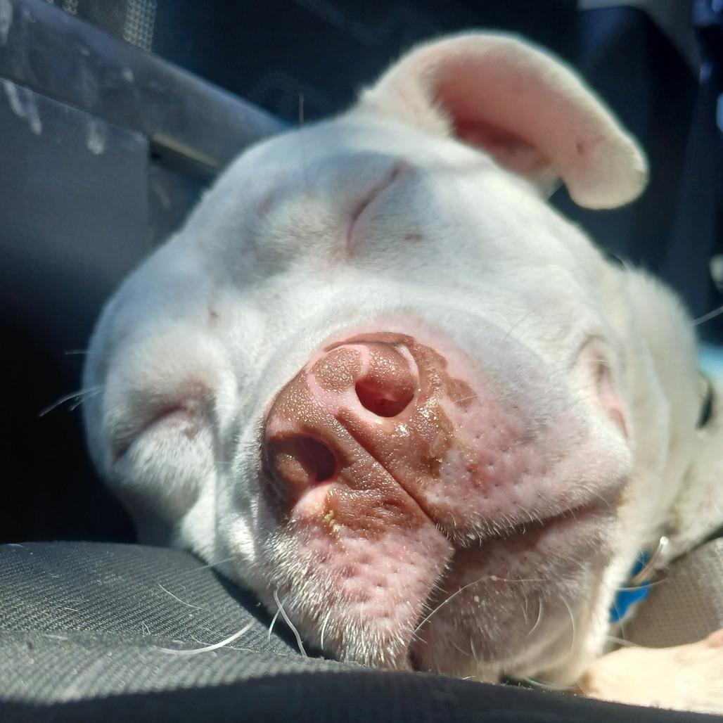 Enlarge T Rex, a Adoptable Mixed Breed in Philadelphia, PA image 5/6