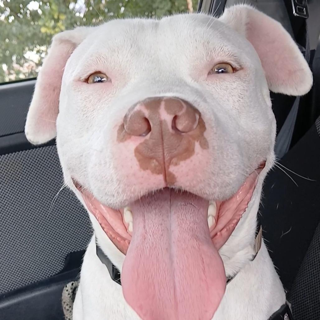 Enlarge T Rex, a Adoptable Mixed Breed in Philadelphia, PA image 5/6