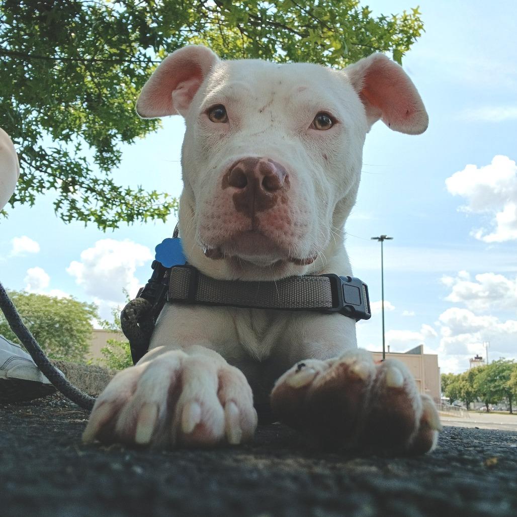 Enlarge T Rex, a Adoptable Mixed Breed in Philadelphia, PA image 6/6