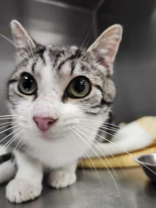 BABKA, Adoptable, Adult Male Domestic Short Hair.