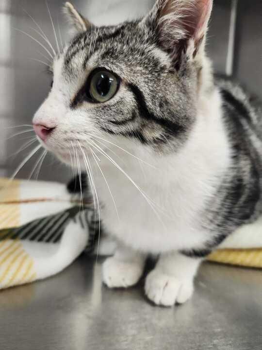 Enlarge BABKA, a Adoptable mixed breed in Athens, AL image 3/4