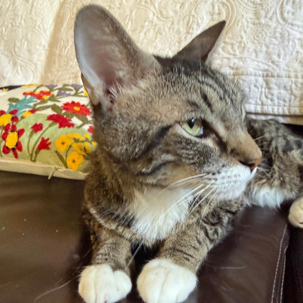 Sambora, Adoptable, Senior Male Domestic Medium Hair.