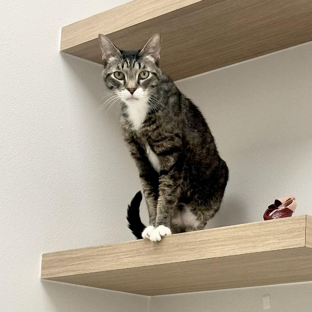Enlarge Sambora, a Adoptable Domestic Medium Hair in Prosper, TX image 2/6