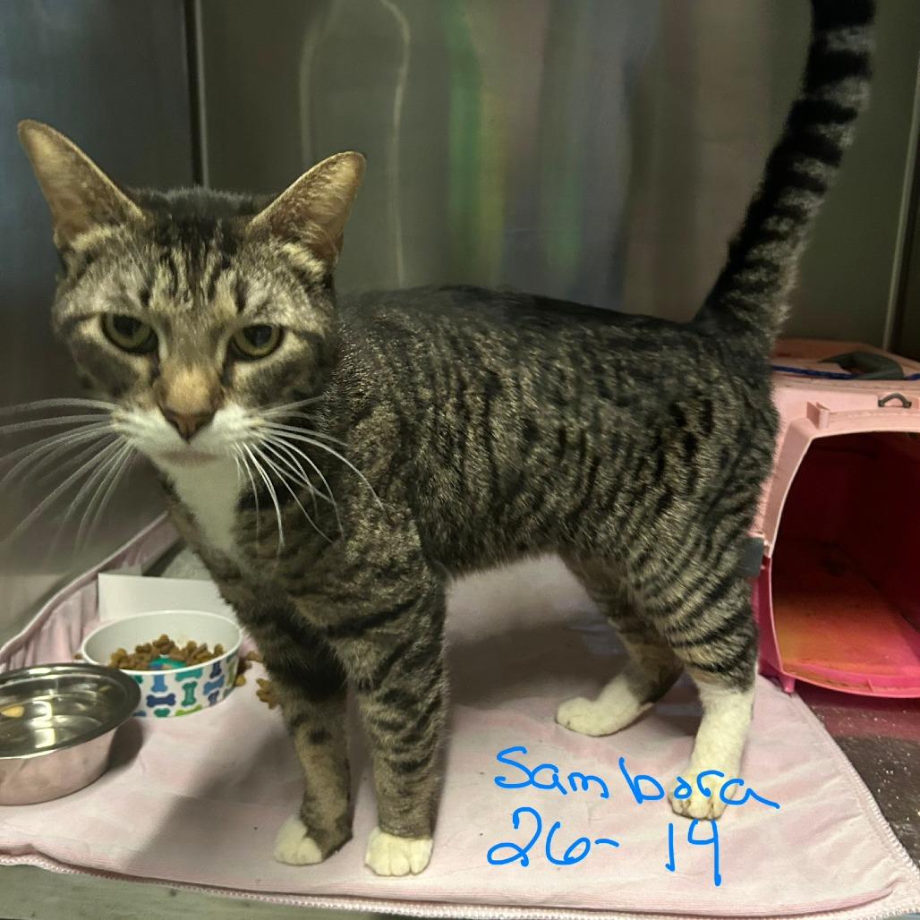 Sambora, a Adoptable Domestic Medium Hair in Prosper, TX image 2/6
