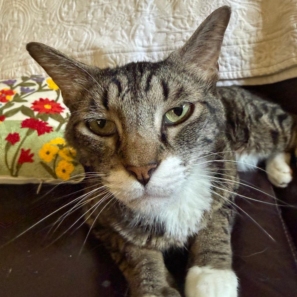 Sambora, a Adoptable Domestic Medium Hair in Prosper, TX image 3/6