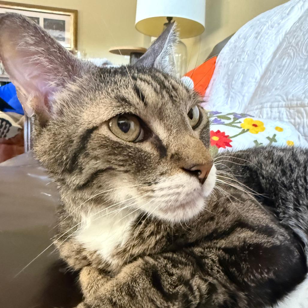 Sambora, a Adoptable Domestic Medium Hair in Prosper, TX image 4/6