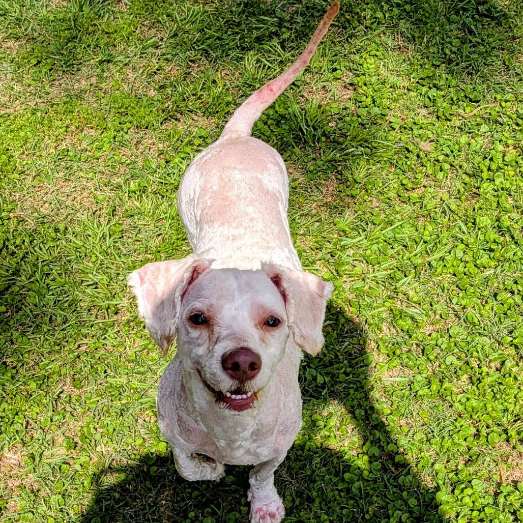 Enlarge Michael Myers, a Adoptable mixed breed in Houston, TX image 1/6