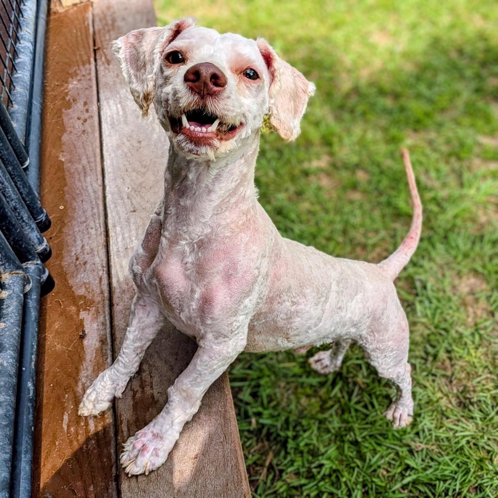 Enlarge Michael Myers, a Adoptable mixed breed in Houston, TX image 2/6