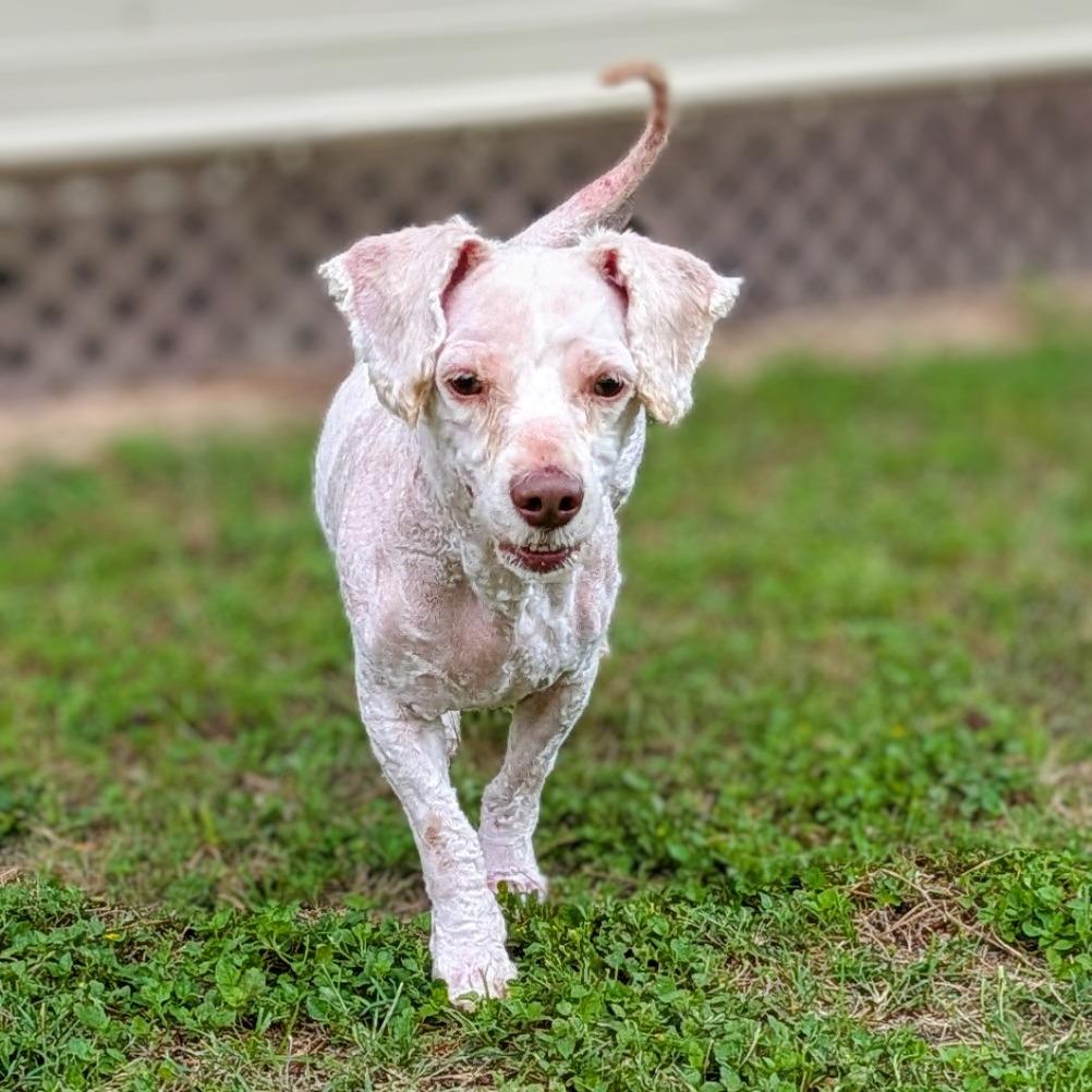 Enlarge Michael Myers, a Adoptable mixed breed in Houston, TX image 3/6