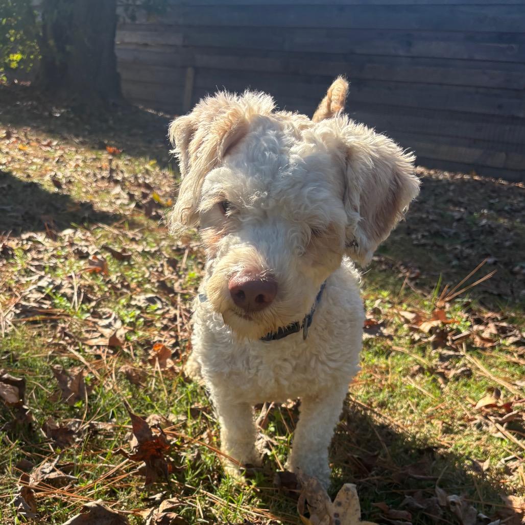 Michael Myers thumbnail 6