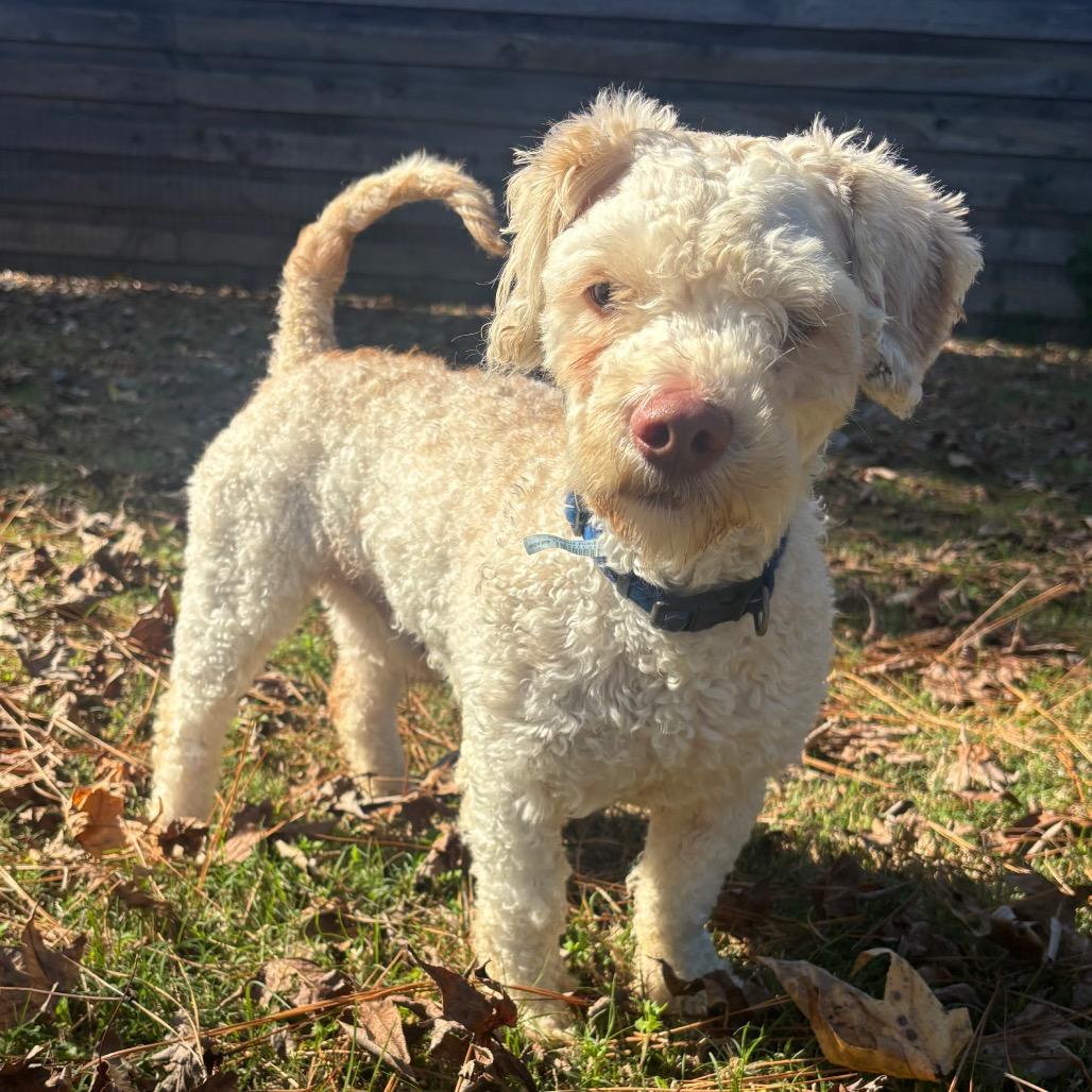 Enlarge Michael Myers, a Adoptable mixed breed in Houston, TX image 5/6