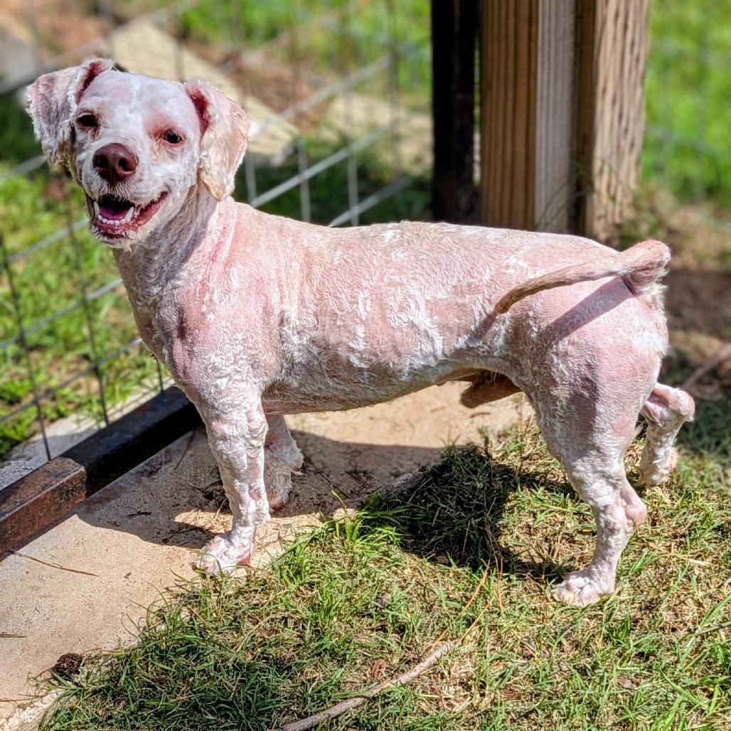 Enlarge Michael Myers, a Adoptable mixed breed in Houston, TX image 6/6