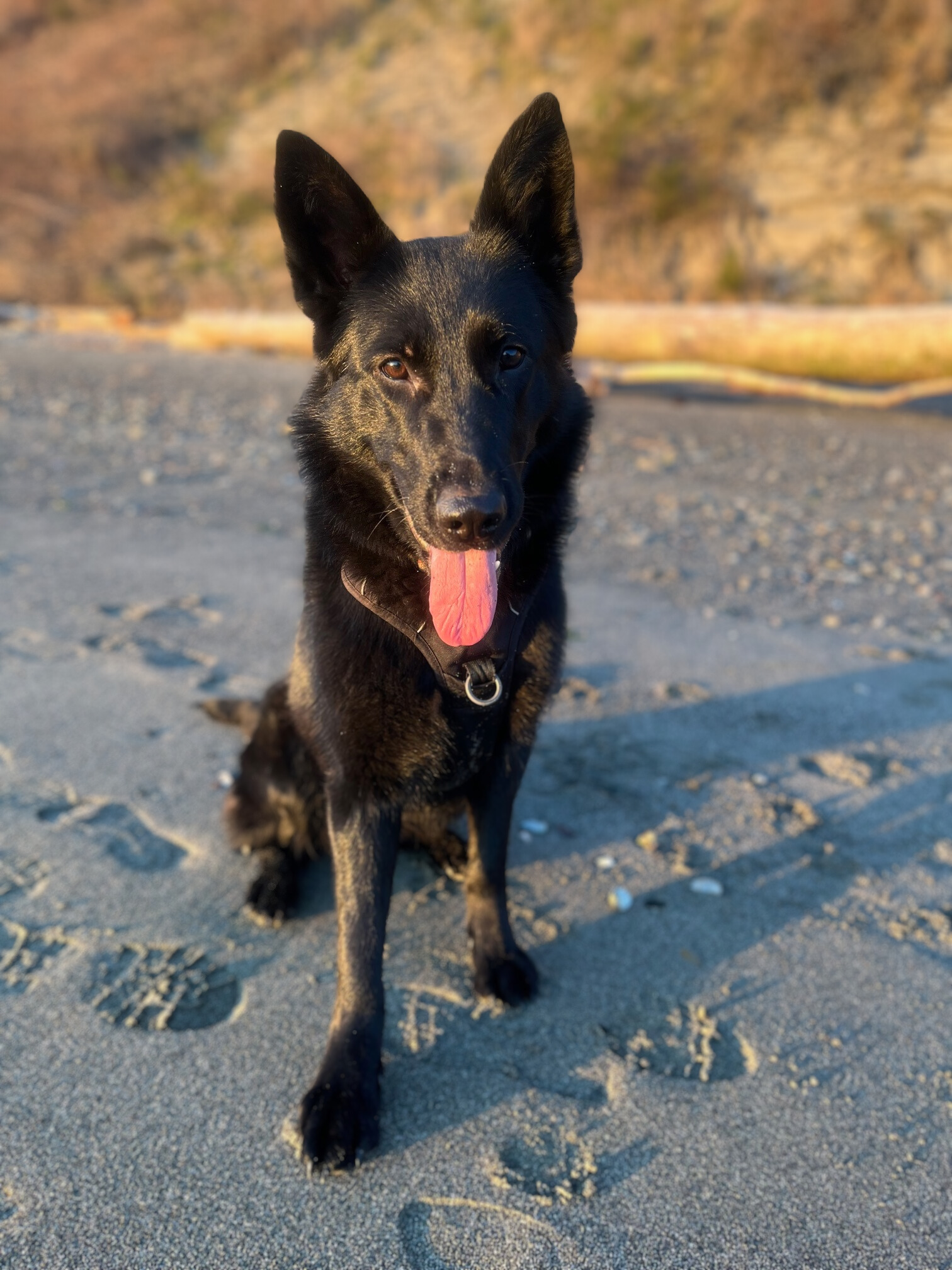 Gypsy, Adopted, Young Female German Shepherd Dog.