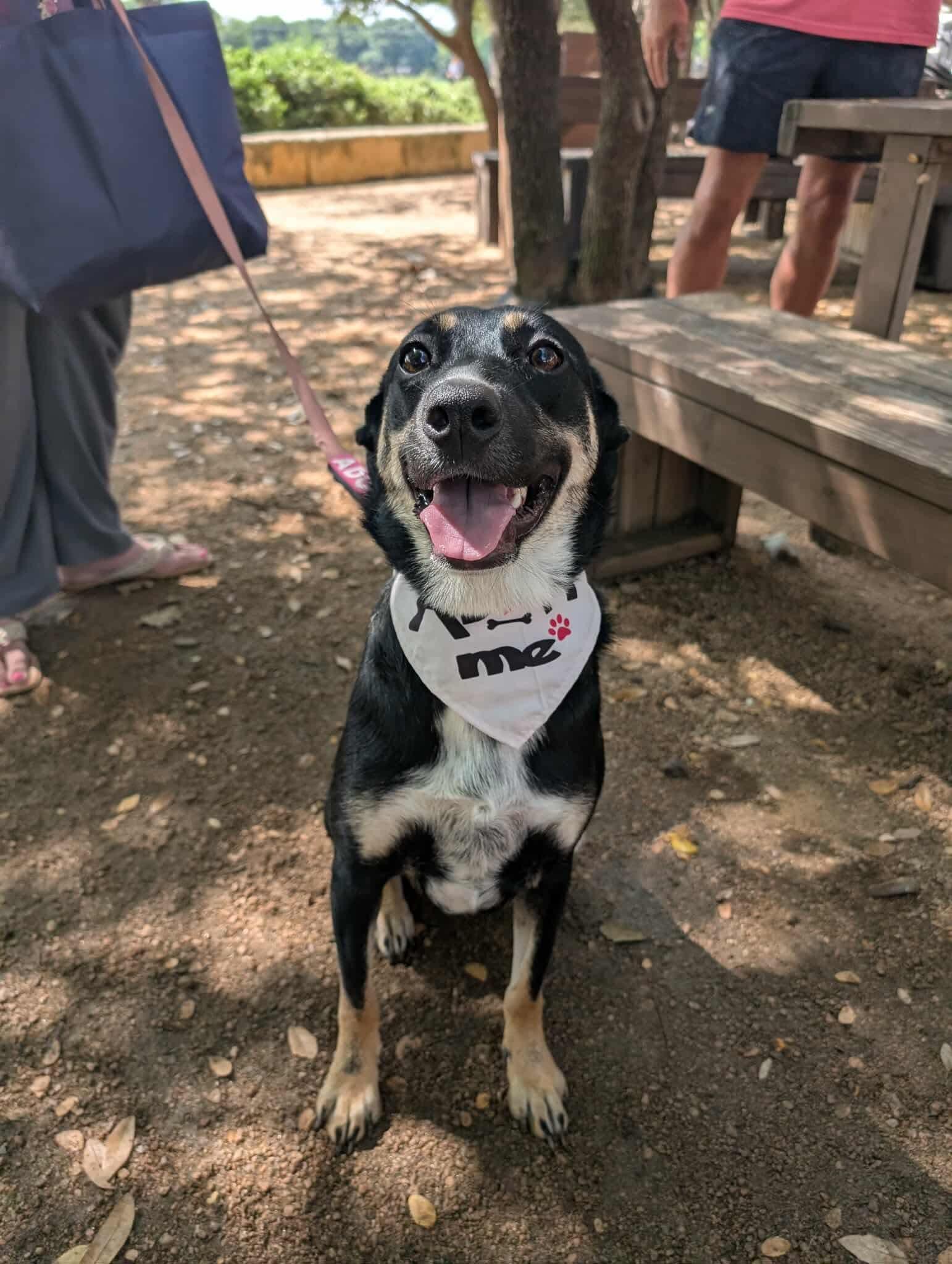 Roxie, an adopted mixed breed in Fort Worth, TX image 6/6