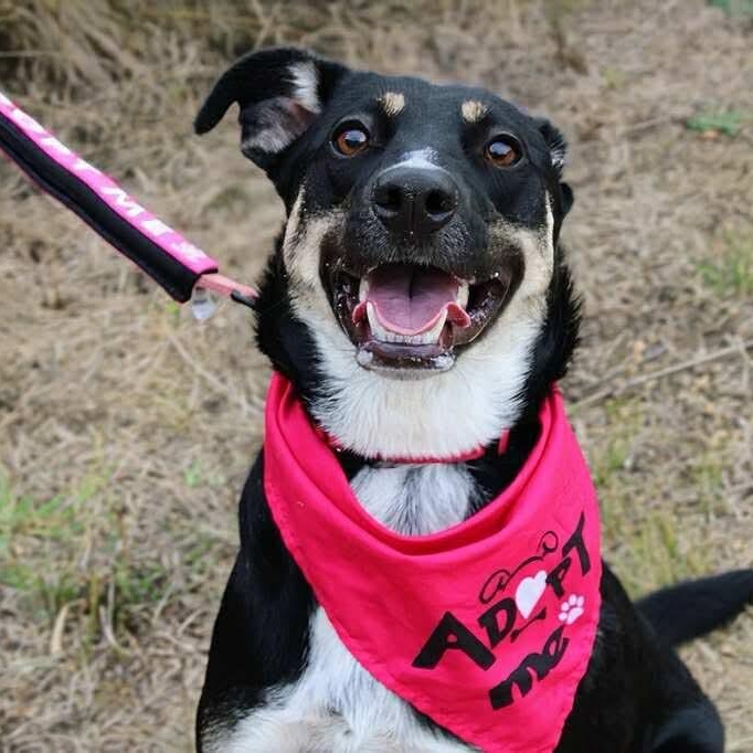 Roxie, an adopted mixed breed in Fort Worth, TX image 1/6