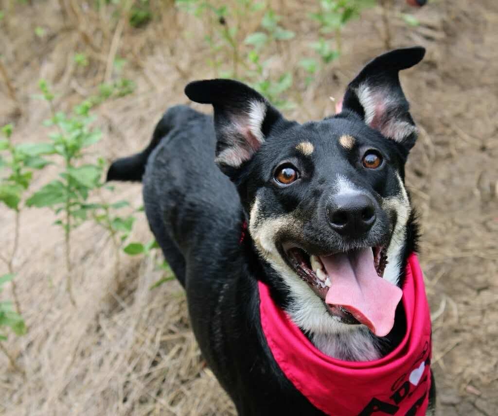 Roxie, an adopted mixed breed in Fort Worth, TX image 3/6