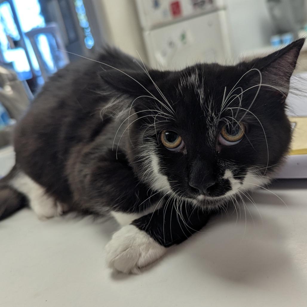 Enlarge Captain, a Adoptable Domestic Medium Hair in Evansville, IN image 1/2