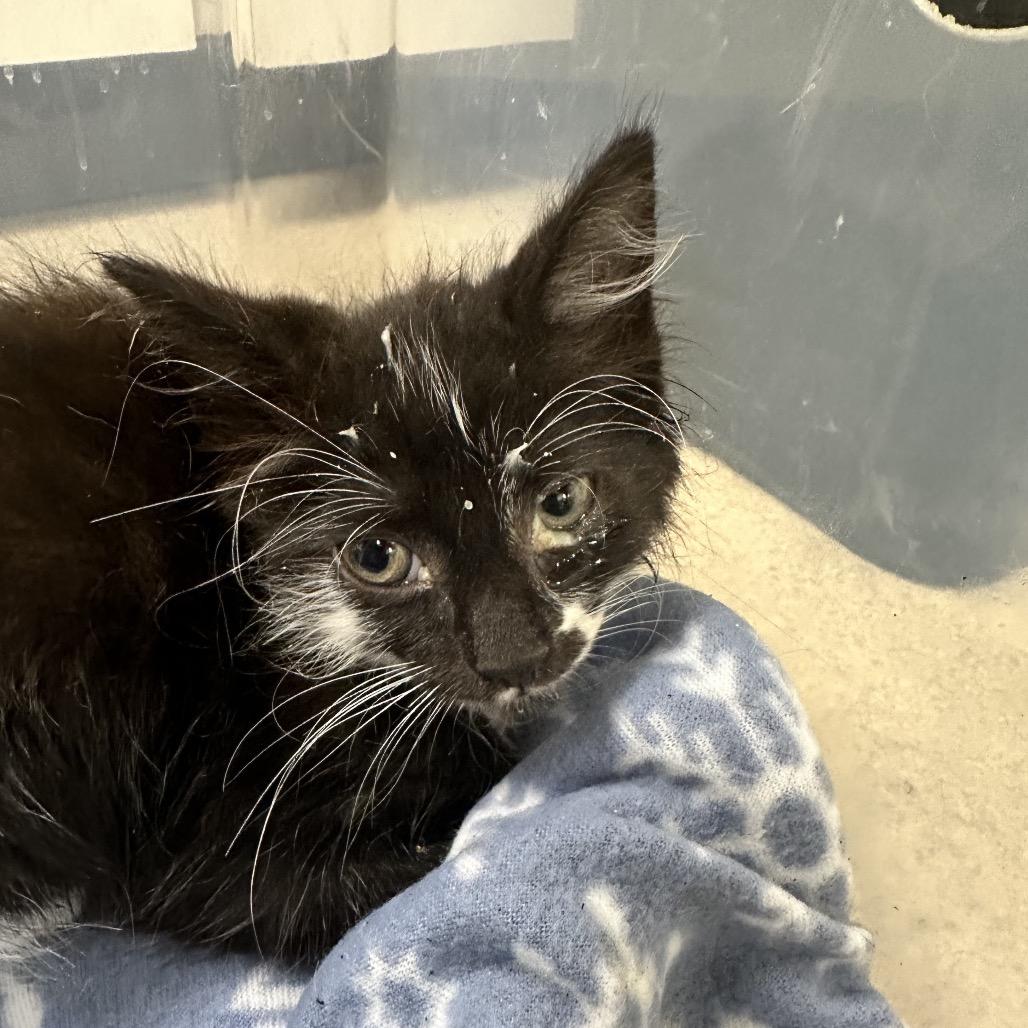 Enlarge Captain, a Adoptable Domestic Medium Hair in Evansville, IN image 2/2