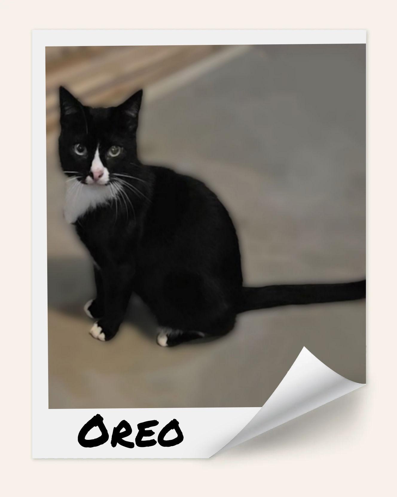 OREO, a Adoptable mixed breed image 1/3