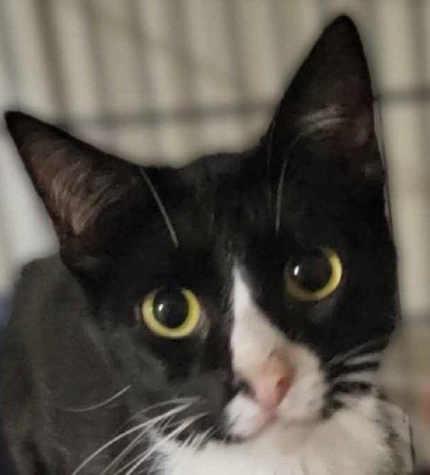 OREO, a Adoptable mixed breed image 2/3