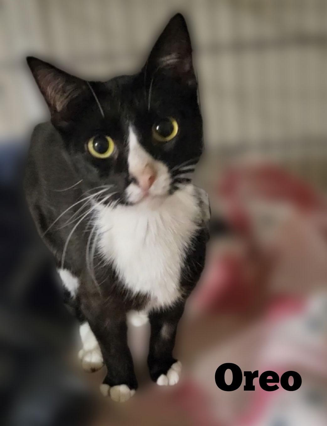 OREO, a Adoptable mixed breed image 3/3