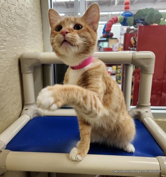 London, Adoptable, Young Female Tabby.