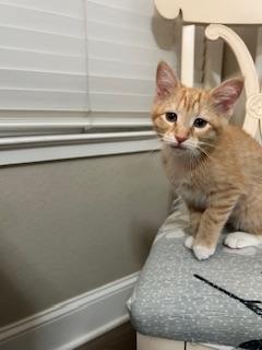 London, a Adoptable Tabby in Parlier, CA image 2/6