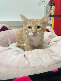 London, a Adoptable Tabby in Parlier, CA image 3/6