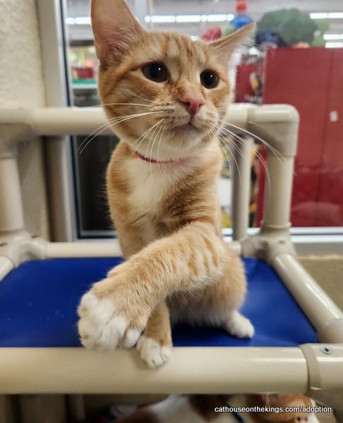 London, a Adoptable Tabby in Parlier, CA image 4/6