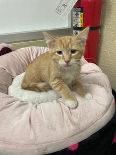 London, a Adoptable Tabby in Parlier, CA image 5/6