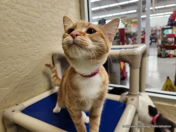 London, a Adoptable Tabby in Parlier, CA image 6/6