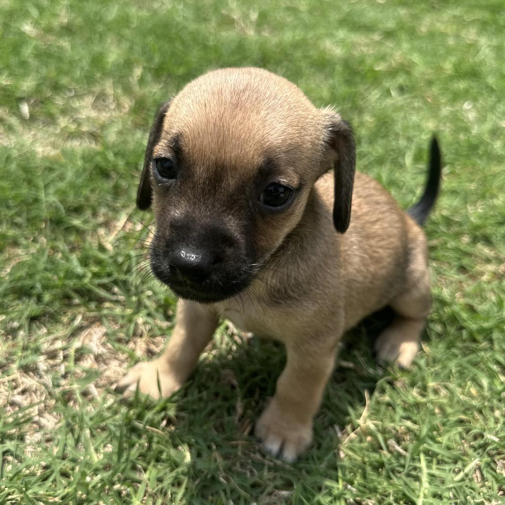 Enlarge Zsa' Zsa' C-34389, a Adoptable Chihuahua in Oklahoma City, OK image 4/6