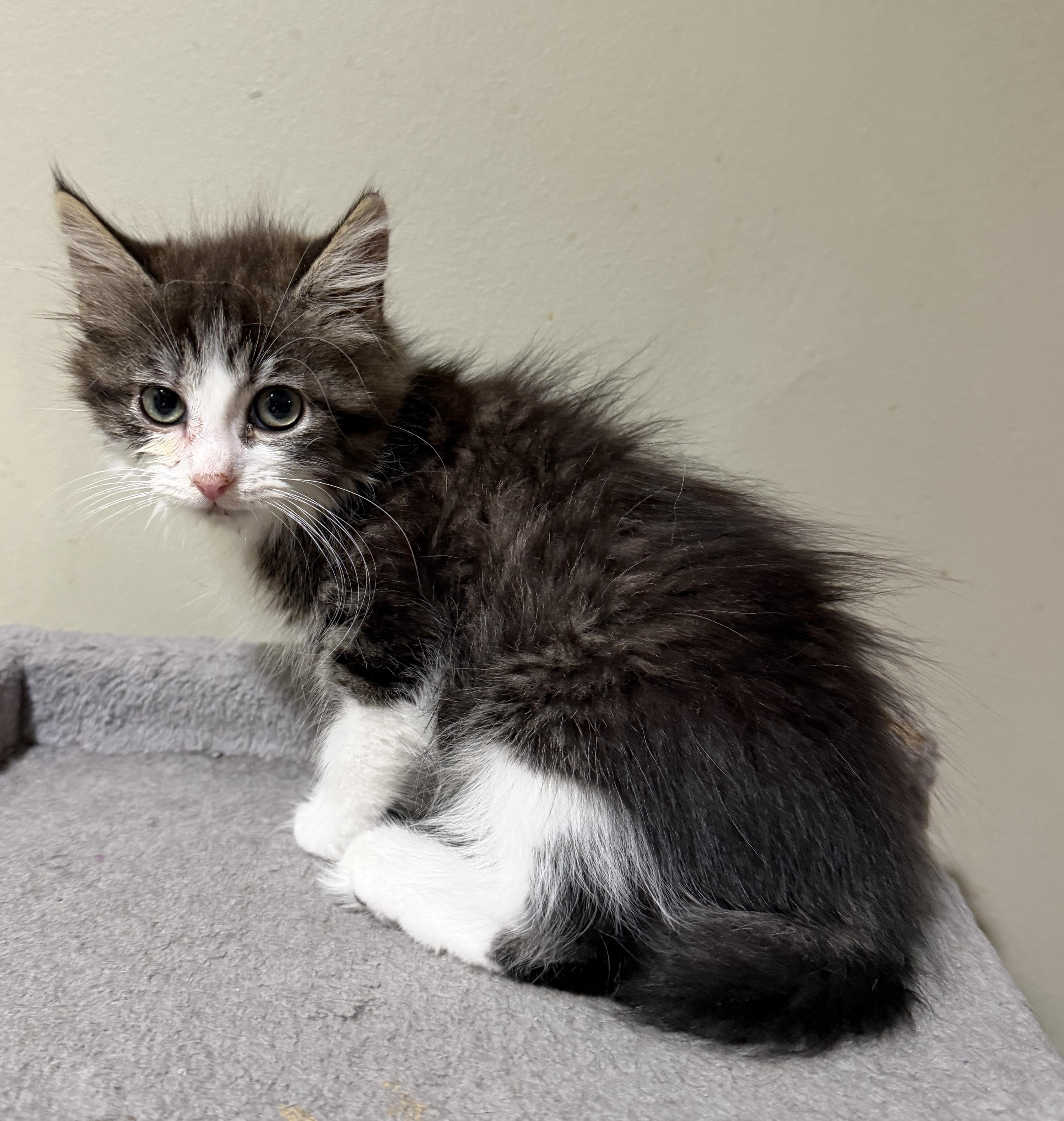 Enlarge Zelda, an adopted Domestic Long Hair in East Hanover, NJ image 2/2