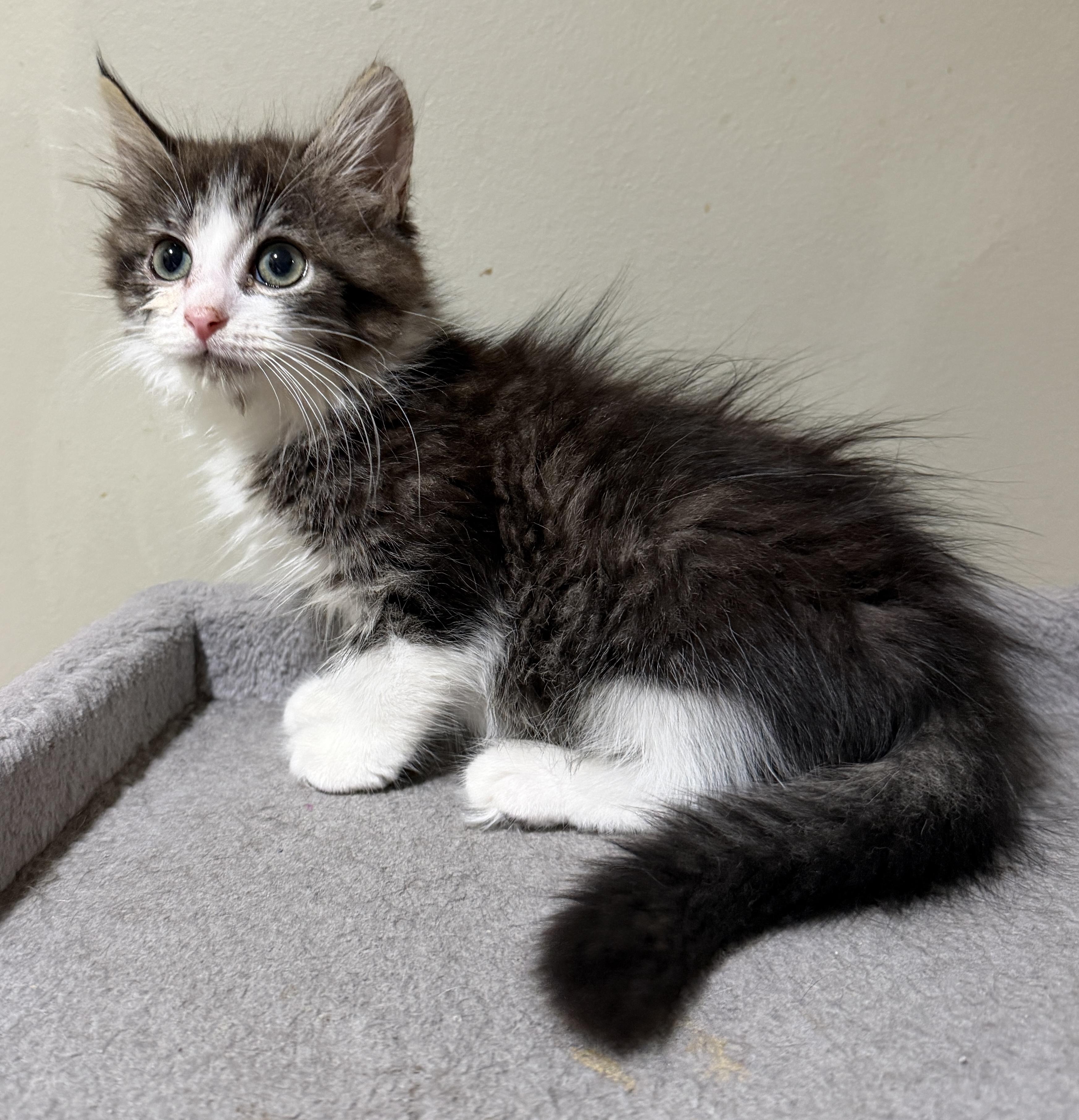 Enlarge Zelda, an adopted Domestic Long Hair in East Hanover, NJ image 1/2