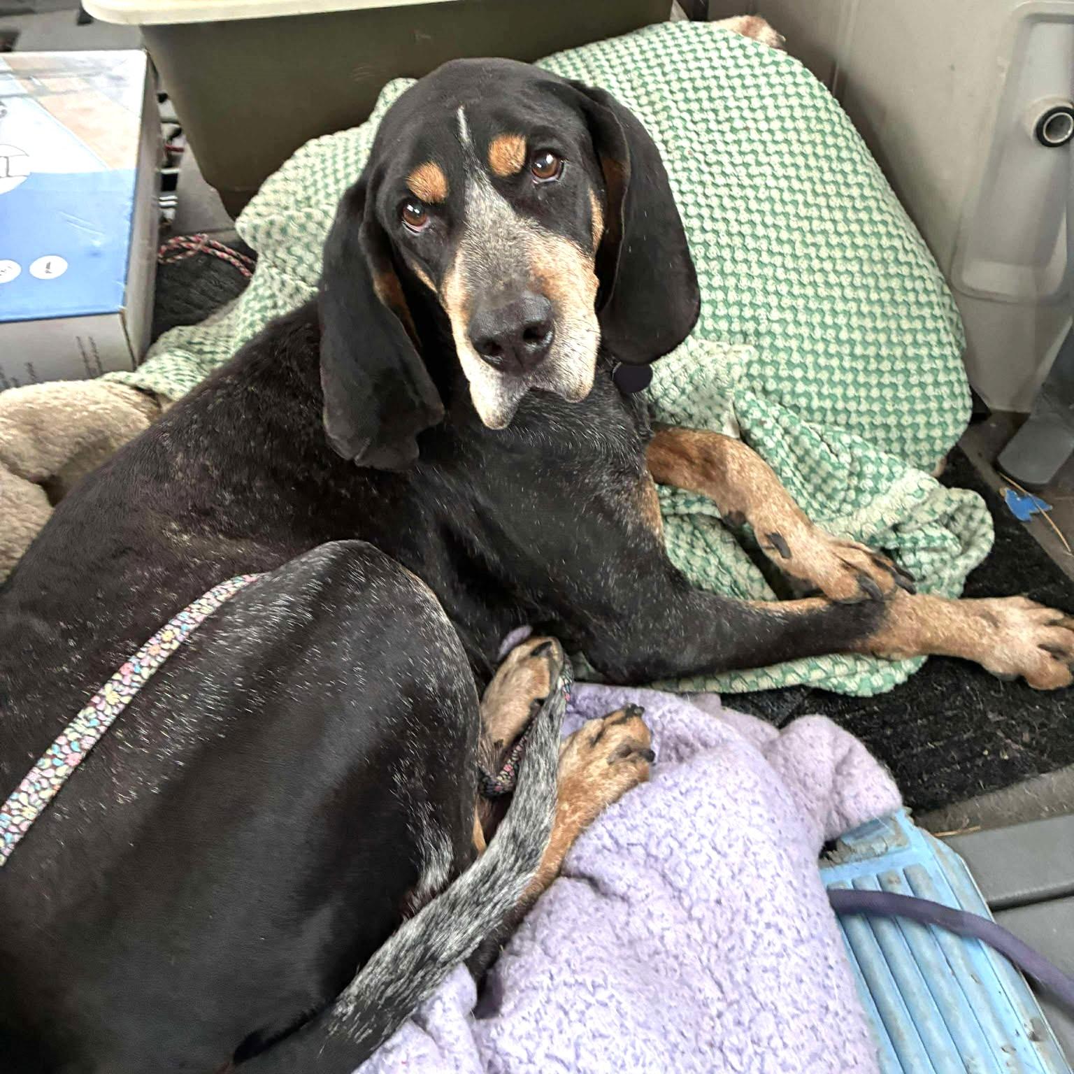 Boomer - Everyone LOVES him!, ADOPTABLE, Senior Male Bluetick Coonhound.