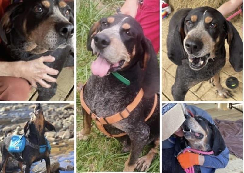 Boomer - Special Needs!, an adopted Bluetick Coonhound in North Bay, ON image 5/6