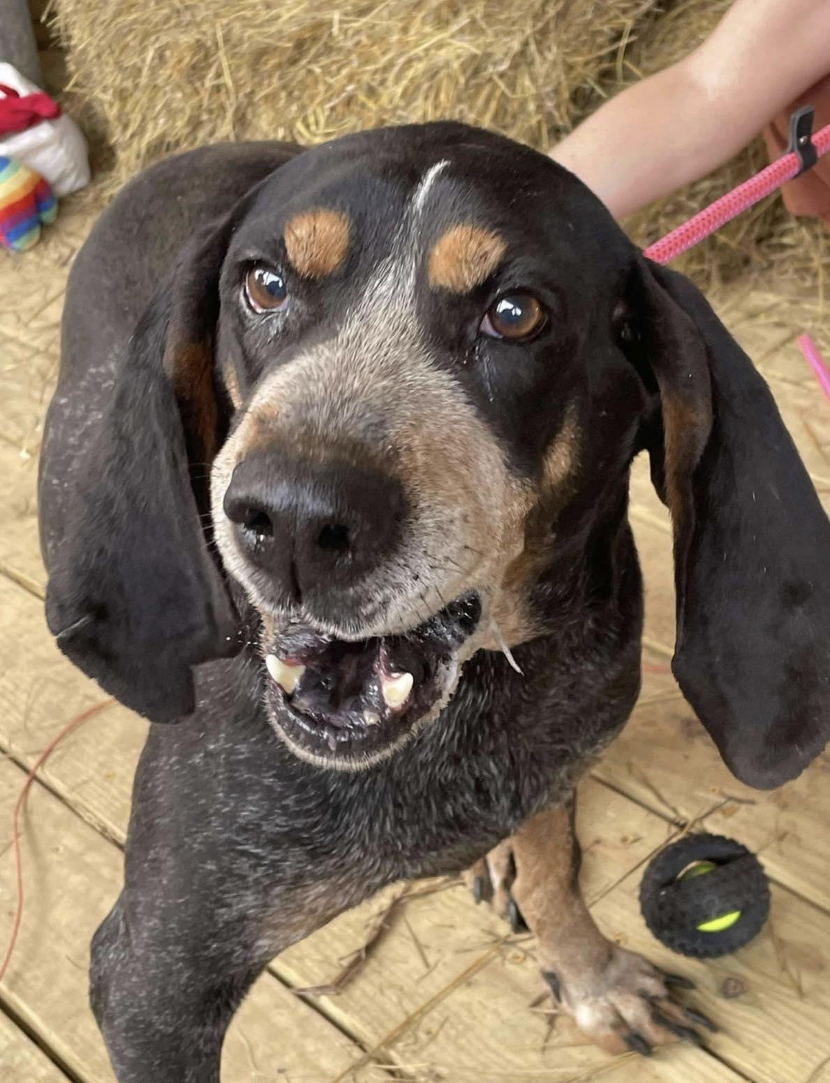 Enlarge Boomer (#2), a ADOPTABLE Bluetick Coonhound in North Bay, ON image 1/2